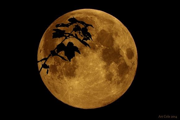 Moon and Maple from Hammonds Plains, Nova Scotia 2014-09-08